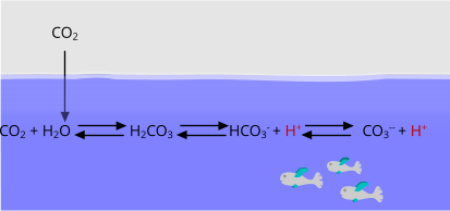 Acido carbonico, dissociazione e acidificazione degli oceani